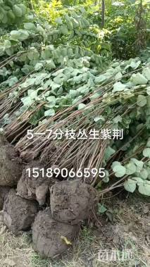 高度250厘米丛生紫荆
