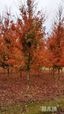 14公分美国红枫