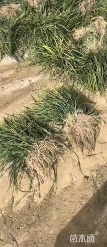 高度40厘米中叶麦冬