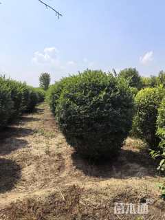 高度180厘米水蜡球