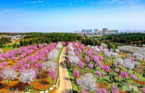 高度300厘米阳光樱