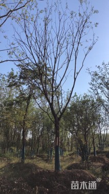 24公分朴树
