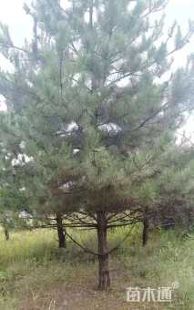 高度200厘米油松