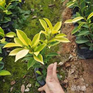高度5厘米垂盆草