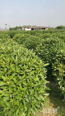 高度120厘米非洲茉莉球