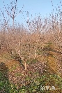 6公分樱花