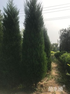 高度300厘米塔柏