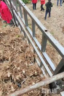 100公分刺槐