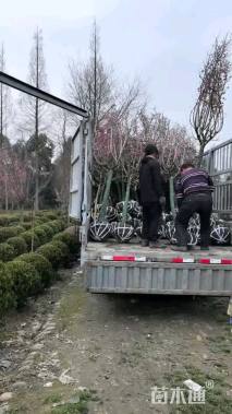 7公分红梅