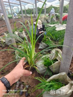 高度20厘米崂峪苔草