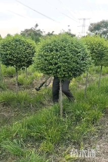高度150厘米小叶女贞