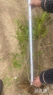 冠幅40厘米小叶女贞球