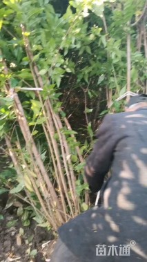 高度300厘米丛生蜡梅