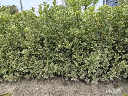 高度60厘米金边黄杨