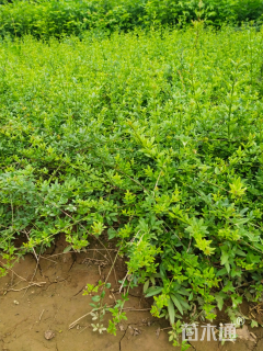 高度80厘米迎春花