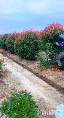 冠幅170厘米红叶石楠球