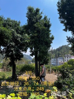 高度600厘米金弹子