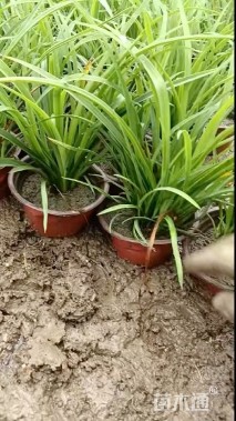 高度25厘米大花萱草