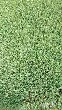 高度10厘米宿根亚麻