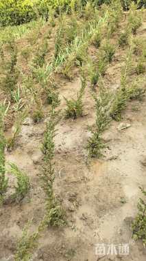 高度40厘米铺地柏