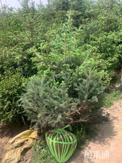 高度250厘米云杉