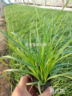 高度10厘米青绿苔草