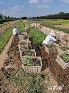 高度28厘米黄菖蒲