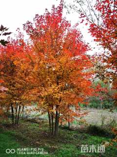 22公分美国红枫