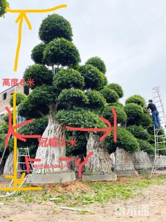 80公分造型小叶榕