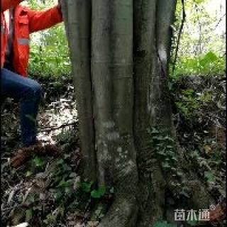 90公分丛生朴树