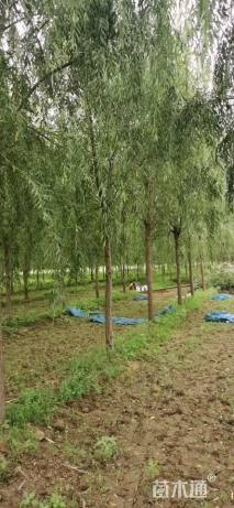 15公分西湖垂柳