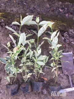 高度30厘米花叶栀子