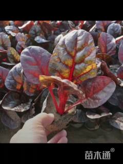 高度15厘米红叶甜菜