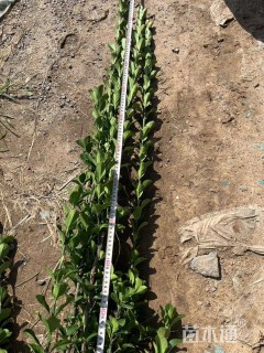 高度130厘米北海道黄杨