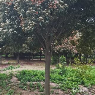 2公分红叶石楠