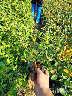 高度25厘米巴西野牡丹