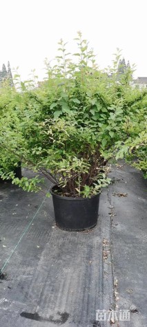 高度30厘米菱叶绣线菊