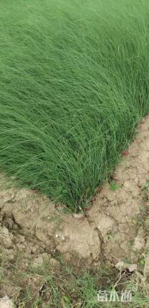 高度60厘米细叶芒
