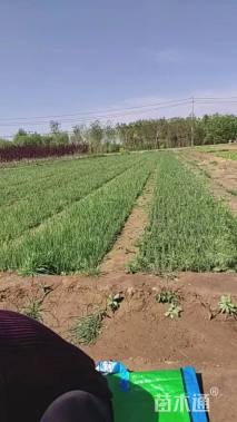 高度10厘米狼尾草