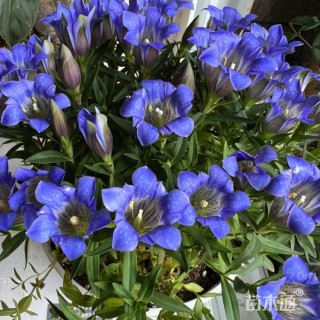高度10厘米龙胆花