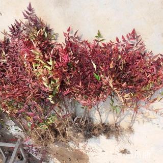 高度50厘米南天竹