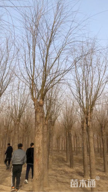 12公分西湖垂柳
