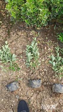 高度40厘米金边黄杨