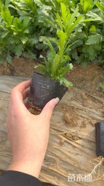 高度20厘米木春菊