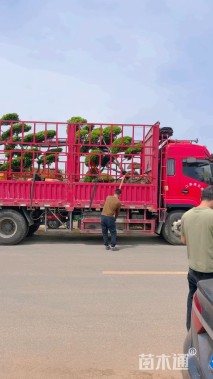 高度200厘米黄杨