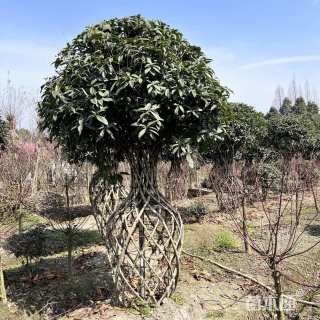 2公分桂花