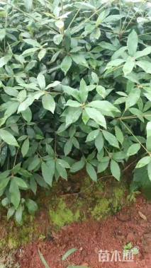 高度70厘米赤皮青冈
