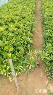 高度30厘米鸭脚木