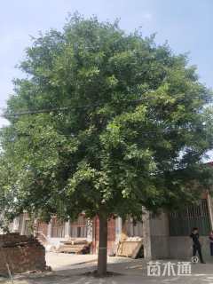 35公分皂荚