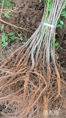 高度60厘米紫穗槐